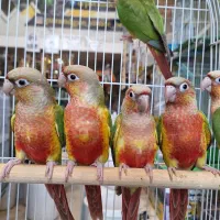 عروس هلندی باجوجه رام قناری فنج مرغ عشق مولدبرزیلی|پرنده|اردبیل, |دیوار