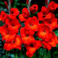 گل و گیاه/آگهی ساز/آگهی ساز|گل و گیاه طبیعی|یزد, |دیوار