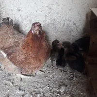 مرغ شمال باجوجه هاش