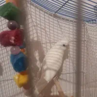 یک جفت عروس هلندی مولد کارداه