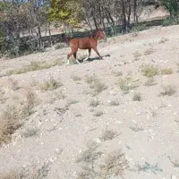 اسب نریان|اسب و تجهیزات اسبسواری|همایجان, |دیوار