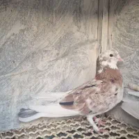 ۶تا کفتر گرفتنی|پرنده|قم, نوقطار|دیوار