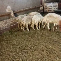 بره نر پایه پروار
