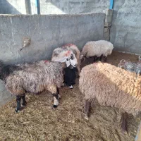 میش بره ابستن زایده