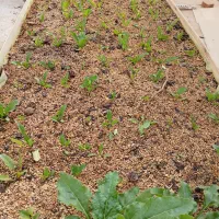 فروش خاک روف گاردن - بام باغ- خاک هیدروپونیک