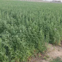 سلام یونجه خشک نرم نرم خورموج