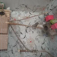 فنج|پرنده|کارون, |دیوار