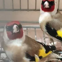 سهره غریب کردستان|پرنده|بروجرد, |دیوار