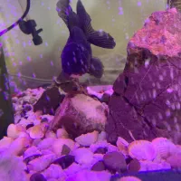 آکواریوم شیشه خم