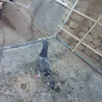 کبوتر