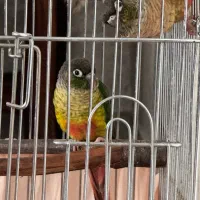 یک جفت گرینچیک نرمال