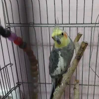 عروس هلندی نر رام و سخنگو|پرنده|آستانه اشرفیه, |دیوار