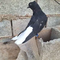 کبوتر اشعل نر