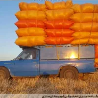 خریدار کاه لوبیا