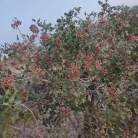 فروش باغ پسته موتورآب جوادیه فردوس