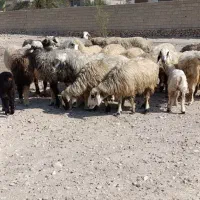 میش بره دار و آبستن|حیوانات مزرعه|جره و بالاده, |دیوار