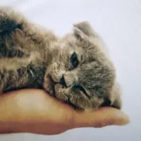 گربه اسکاتیش2ماهه