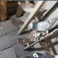 فروش  کبوتر های خارجی،پرش تصمینی