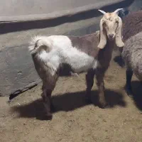 بزغاله ماده نجدی