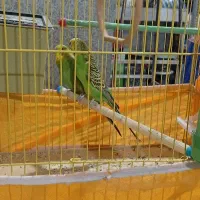 مرغ عشق و فنچ