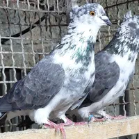 کبوتر قاره شرابی و قاره سبز