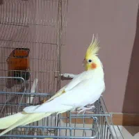 عروس هلندی|پرنده|کرج, شاهین‌ویلا|دیوار