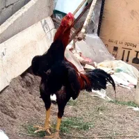 خروس لاری اصیل