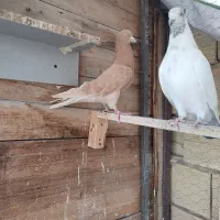 زردی کاکلی یه جفت طوقی کاکلی