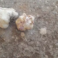 سیر ارگانیک طالقان