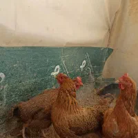 مرغ تخمگذاردرشت