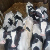 گاو گوساله تلیسه|حیوانات مزرعه|اصفهان, گرکان|دیوار