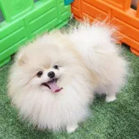 سگ برای جفت گیری