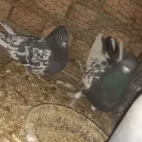 کبوتر رنگی فروشی