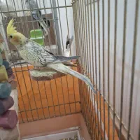 عروس هلندی گلباقالی ماده