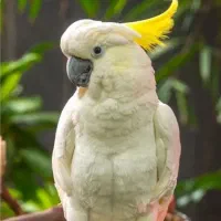 لوازم پرنده ۱۰ تا ۵۰ هزار تومان
