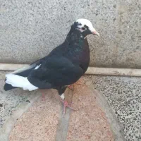 کفتر