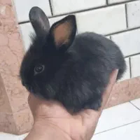 خرگوش از نژاد لپ|موش و خرگوش|بندرعباس, |دیوار