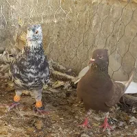 نرماده دم سفید