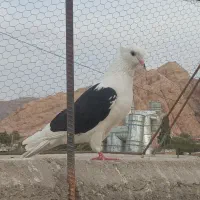 کبوتر پشت سیاه