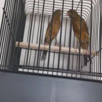 سوپری سوخته،اوپال،کبالت ،فائو جفتی،رسمی بلند|پرنده|تهران, جنت‌آباد جنوبی|دیوار