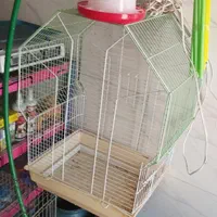 پرنده فروشی طوطیو|پرنده|شهرکرد, |دیوار