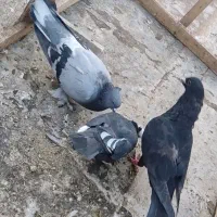کفتر