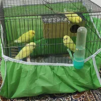 چهار تا یک جفت مرغ عشق مولد با دو جوجه دون خور|پرنده|ایلام, |دیوار