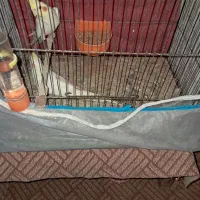 عروس هلندی لوتینو