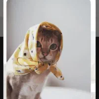 یه سگ خانگی پاکوتاه میفروشم