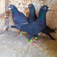 سوسکی زاغ سار پلنگ کرمونی دمسفیدشاخدارساده شیرازی|پرنده|تربتحیدریه, یحیی آباد|دیوار