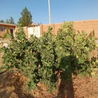 فروش یا معاوضه باغشهری|فروش زمین و ملک کلنگی|شیراز, حومه شیراز|دیوار