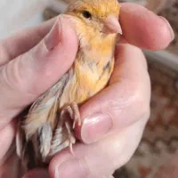 قناری ماده دارچینی آماده جفت