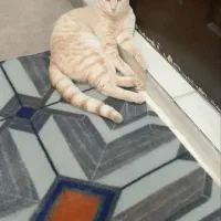 گربه باتربیت و دوست داشتنی