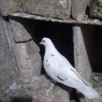 کبوترتهرانی ماده|پرنده|آشخانه, |دیوار